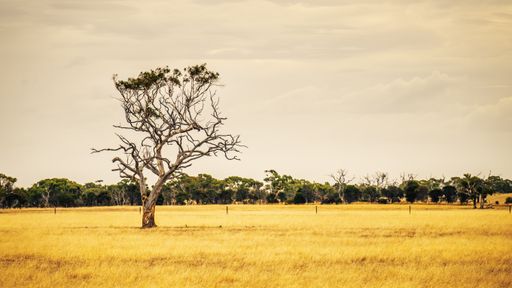 A landscape of a field covered in dried grass and eucalyptus trees under a cloudy sky in Australia