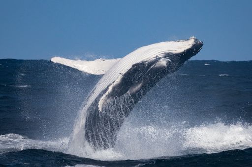 A big blue whale jumps out of water