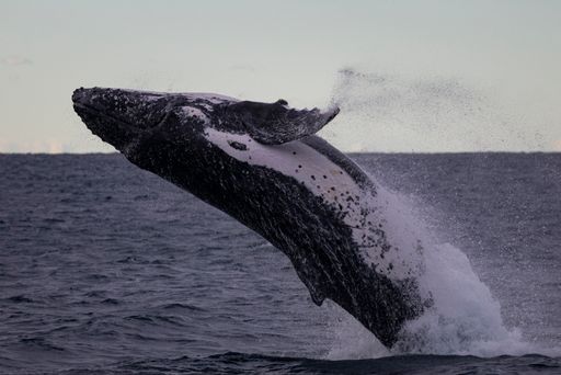 A big blue whale jumps out of water