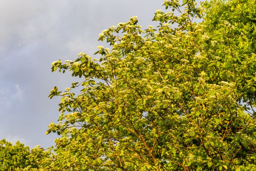A beautiful shot of the branches of a blooming tree with green leaves against the cloudy sky