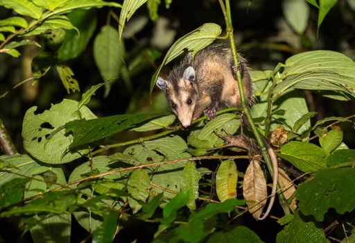 A nocturnal, Common opossum, Didelphus marsupialis, foraging at night in tropical rainforest. Prehensile tail curled around branch. Costa Rica