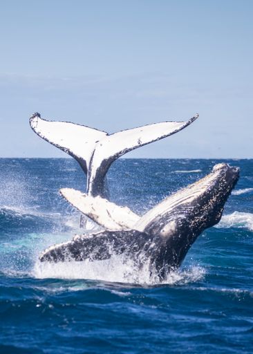 A big blue whale jumps out of water