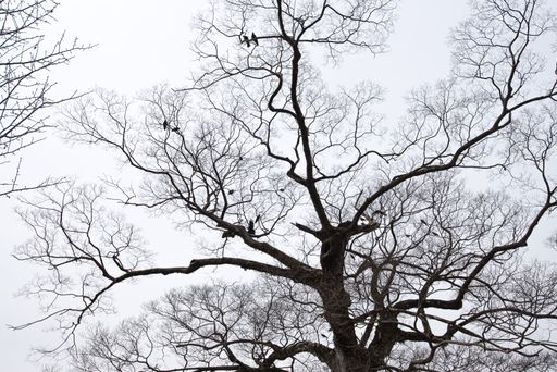 A low angle shot of ravens in a bare sakura tree in Japan