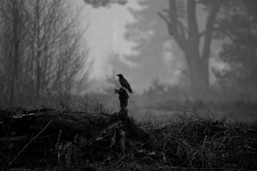 A black crow in the early misty morning