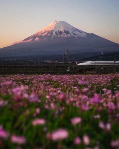A vertical shot of a beautiful flower field with the mountain in the background in Fuji, Japan