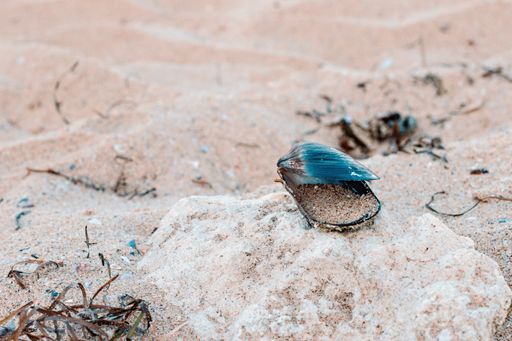 A closeup of a seashell in a sandy beach