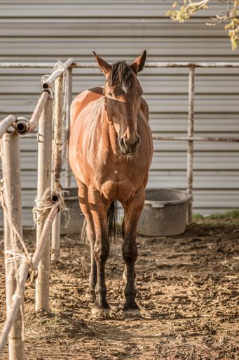 A beautiful shot of a brown horse standing in a farm territory