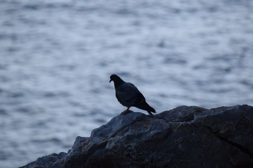 A selective focus shot of a bird standing on the rocks at a beach with the water blurred in the back