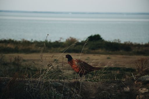 A close shot of a ring-necked pheasant standing in a field with a blurred sea in the background