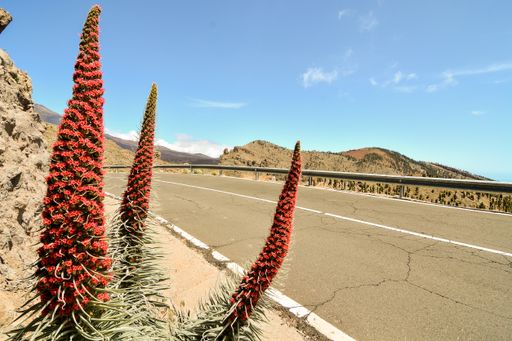 Red tajinaste flowers on the El Teide Volcano Tenerife Canary Islands, Spain