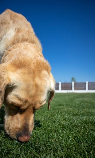 A vertical shot of a cute golden dog on a grass-covered field under the clear blue sky