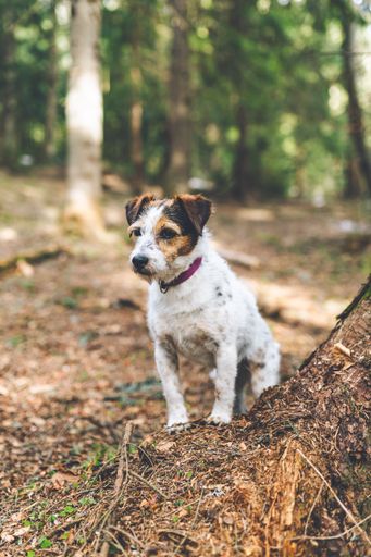 A closeup of an adorable Jack Russell Terrier