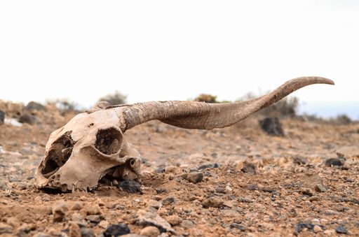 A Dry Goat Skull on the Rock Desert Canary Islands Spain