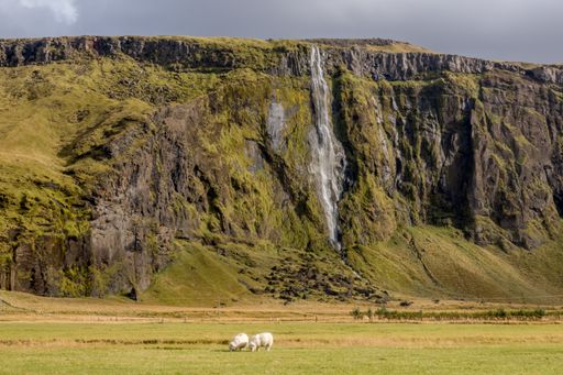The mesmerizing view of the waterfall with sheep grazing in the foreground in Iceland