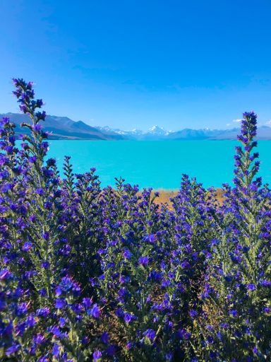 A vertical shot of the Lake Tekapo with lavender bunches in the foreground, Hooker valley leading to Aoraki Mount Cook in New Zealand