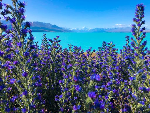 A Scenic shot of the Lake Tekapo with lavender bunches in the foreground, Hooker valley leading to Aoraki Mount Cook in New Zealand