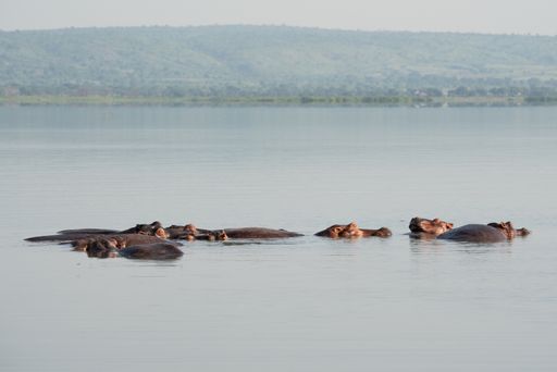 A view of Hippopotamuses in the Murchison Falls National Park, Uganda