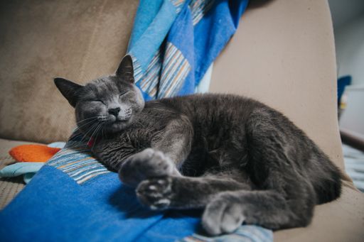 An adorable fluffy calico cat sleeping on the couch