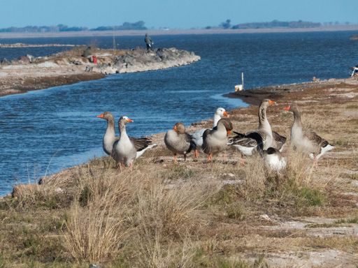 A beautiful view of a geese family next to the lake
