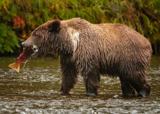 A closeup of a bear eating a fish