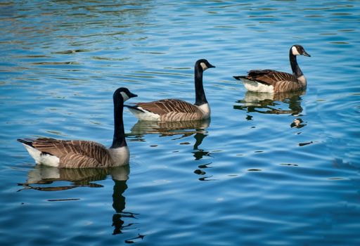 A beautiful shot of the Canada Geese swimming in the clear water
