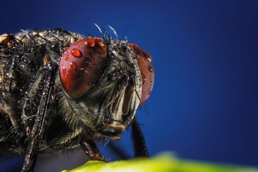 A macro photography of an insect on a green leaf