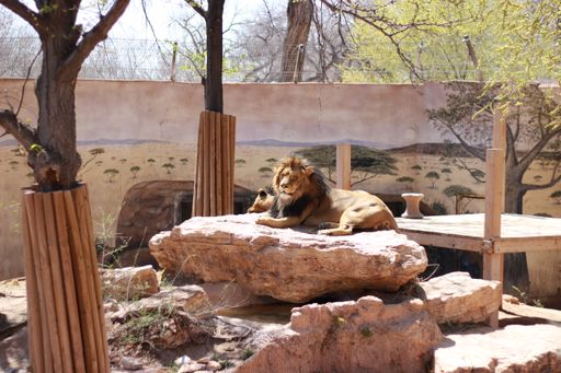 A selective focus shot of a lion laying on the stone in a zo