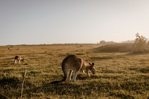 A kangaroo eating grass with a blurred background shot from behind