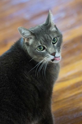 A portrait of an adorable domestic Russian blue cat at home under the lights with a blurry background