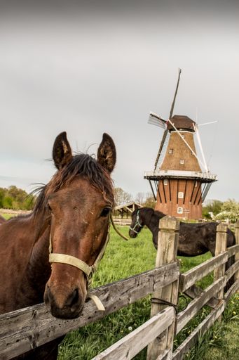 A vertical shot of brown horses in a ranch with a windmill in Holland, Michigan in the background