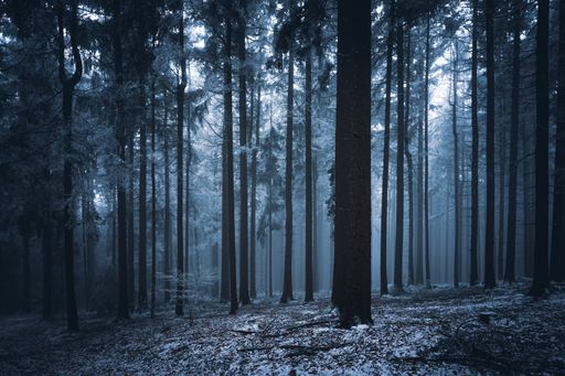 A snowy forest in Bavaria, Germany in the winter on a foggy evening