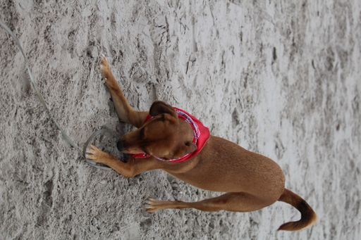 A vertical closeup shot of the cute Coonhound with red bandana playing on the beach