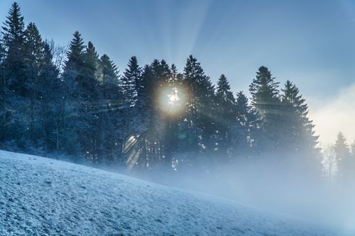 A beautiful view of winter a forest on a foggy day