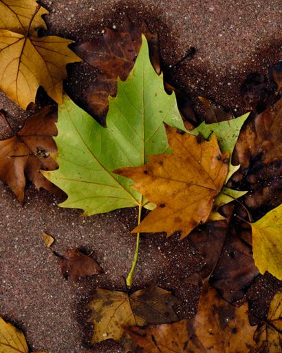 A top view of fallen autumn maple leaves on the ground