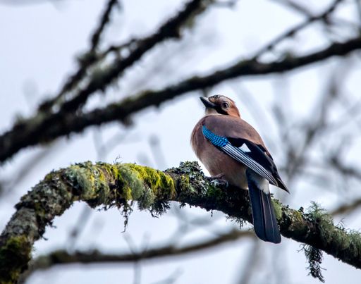 A closeup of a bird on a tree branch