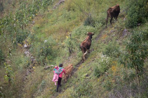 A pair of cows being walked by a female farmer and her child on a mountain