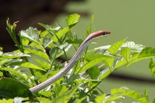 A closeup shot of a red and white snake near the green plant