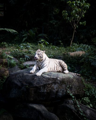 A closeup of a white tiger resting on the rock