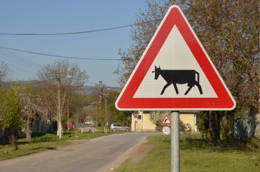A close-up shot of a road sign warning the drivers about the cattle a sunny day