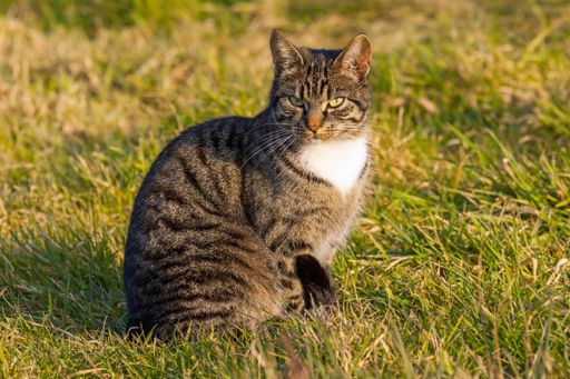 A closeup shot of a tabby cat with green eyes sitting on a grass