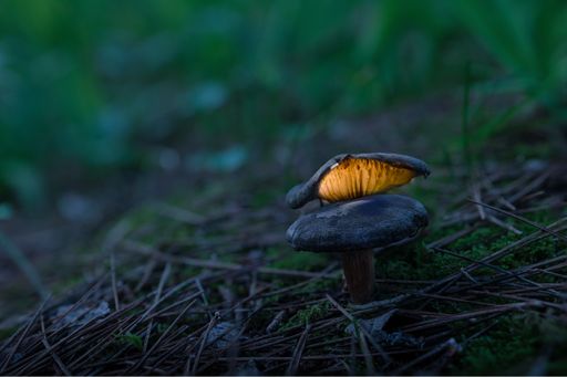 Mushroom glowing in an enchanted pine wood in the mysterious night of an autumn fairy tale. Light painting. Malta, Mediterranean