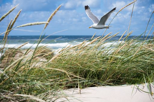 A beautiful shot of a white seagull flying over the coast