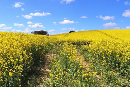 A beautiful yellow rapeseed field with trees in the horizon under a sunny blue sky in summer in Northern Germany