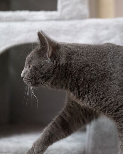 A vertical closeup shot of the gray cat walking next to its house bed