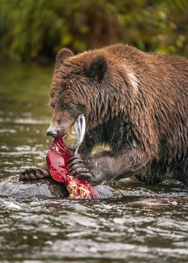 A closeup of a bear eating a fish in the river