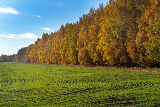 A beautiful view of an autumn landscape with trees on a sunny day