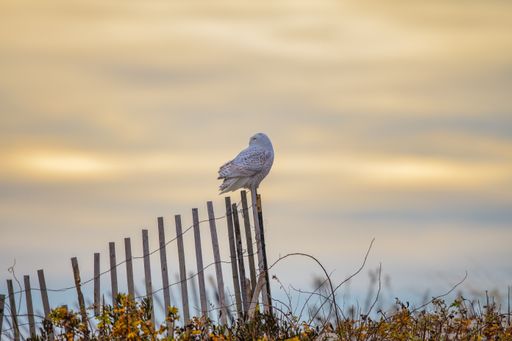 A shallow focus of a beautiful Snowy Owl standing on the fence