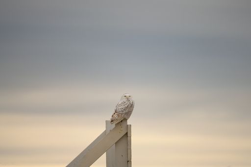 A shallow focus of a beautiful Snowy Owl standing on the fence