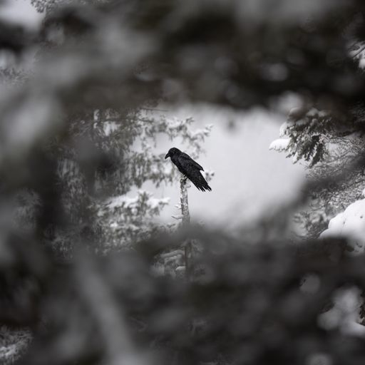 A distant shot of the black crow settled on the branch with the trees on the foreground