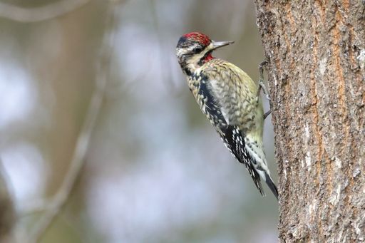 A side view of a cute Yellow-bellied sapsucker bird perched on a tree trunk in the forest
